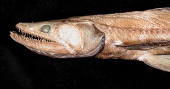 Media type: image; Ichthyology 158865